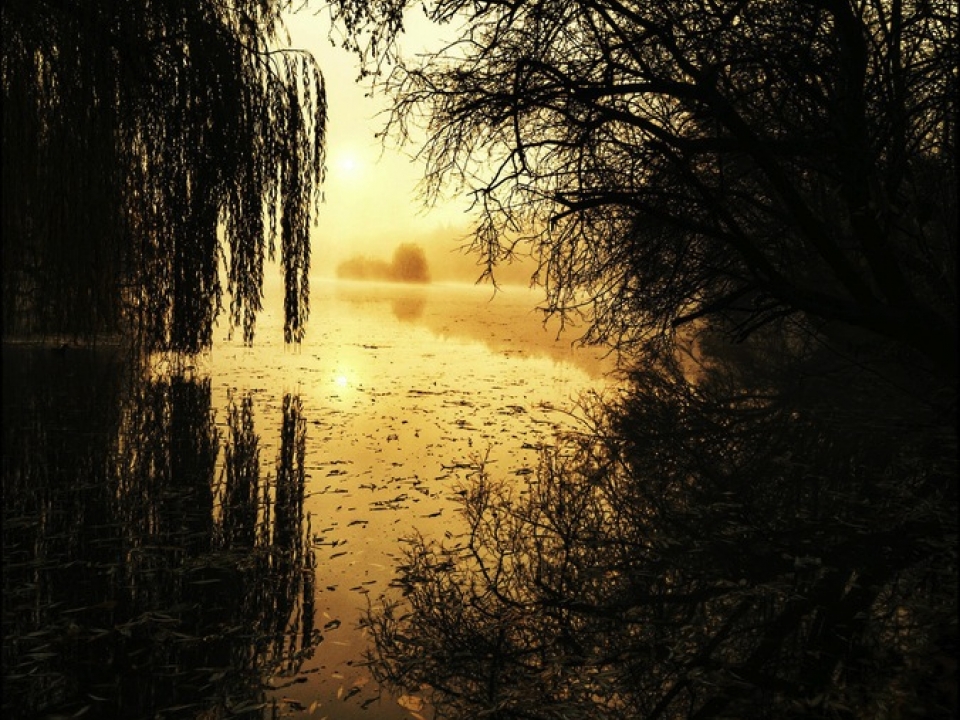 Hanging branches at sunset